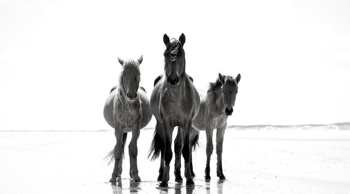 Wild Horses of Cumberland Island