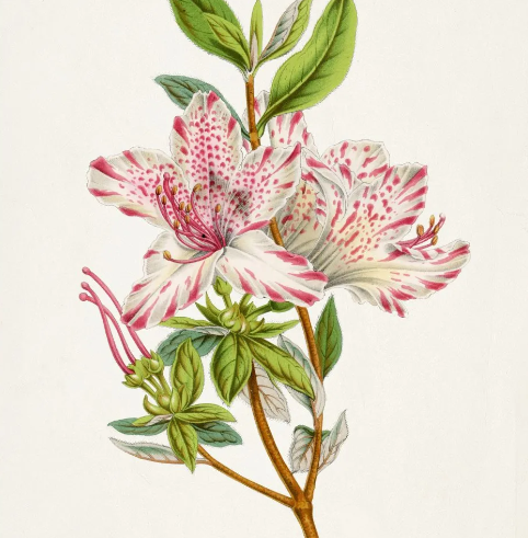 Azalea Plant, Green Mat