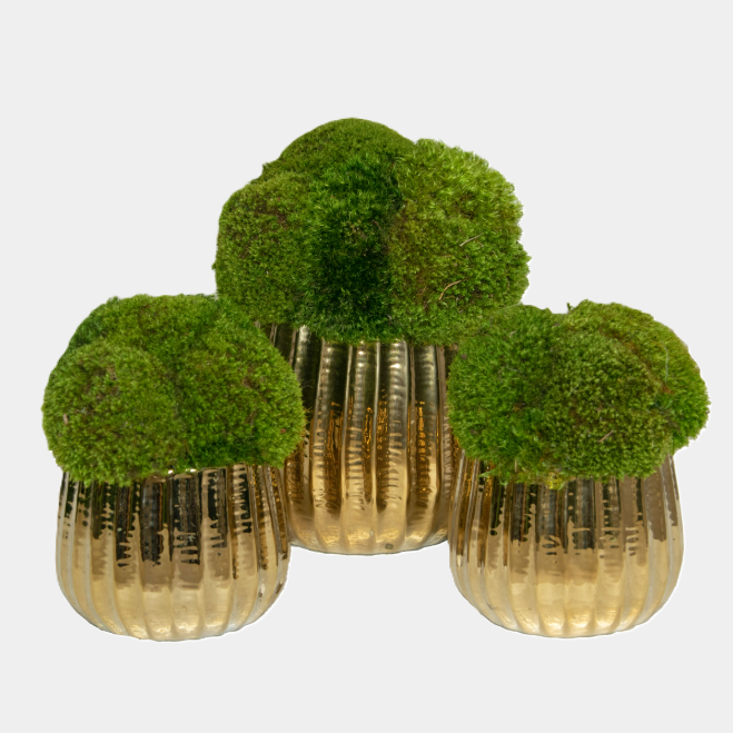 Mood Moss, Gold Vase - 13 Hub Lane   |  