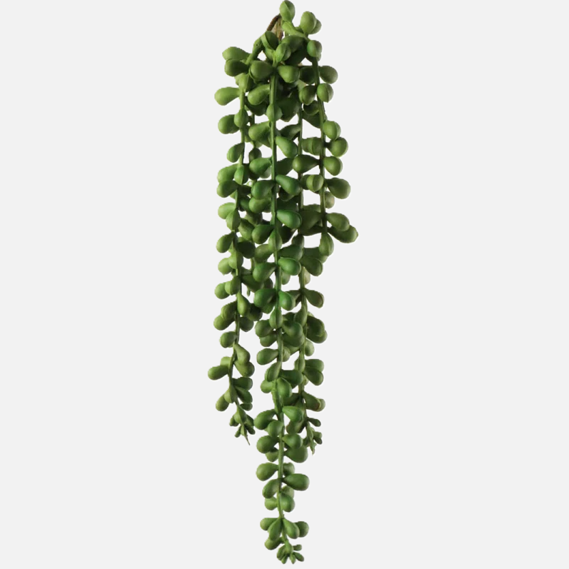 Hanging Senecio Plant Stem